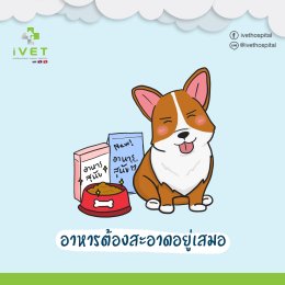 วิธีดูแลน้องหมาหน้าฝน ไม่ให้ป่วยง่าย